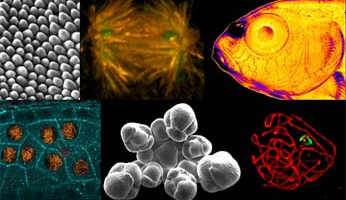 14th Scientific and Technical Days of the INRAE Microscopists Network