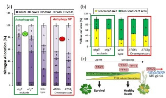 Modulating autophagic activity makes it possible to control the onset of leaf senescence and to stimulate nitrogen recycling