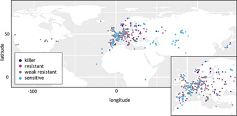Multiscale diversity of an Arabidopsis pollen killer reveals its evolutionary history