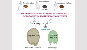 From seeds to molecules: diversity and spatial distribution of specialised metabolites in Camelina sativa and other Brassicaceae