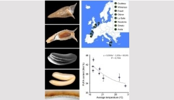 Understanding the specifics of fatty acid metabolism in the endosperm of Brassicaceae