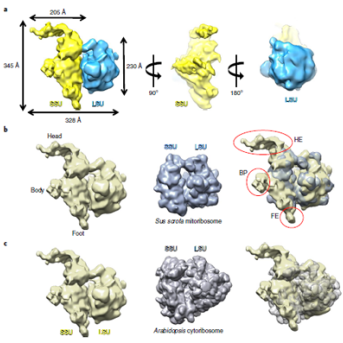 Small is big in Arabidopsis mitochondrial ribosome: machinery translating proteins