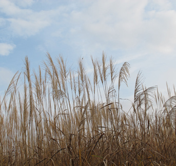 Innovation in the field of bioeconomy