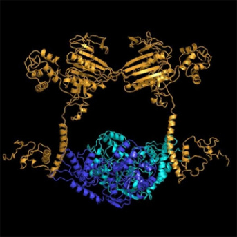 Reproduction: a missing piece of the jigsaw puzzle of meiotic recombination identified in plants