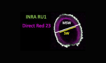 Properties and diversity of Arabidopsis thaliana seed seminal mucilage: an example of open science to understand biodiversity