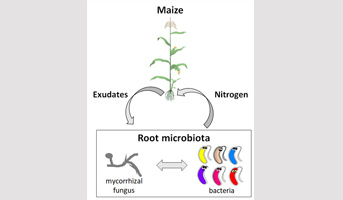 Développement de la thématique microbiote racinaire et nutrition azotée des plantes par Benoît Alunni recruté à l'IJPB en tant que Directeur de recherche INRAE