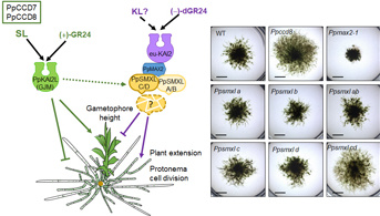 Les protéines SMXL répriment la croissance des mousses via une voie de signalisation ancestrale conservée chez les plantes terrestres
