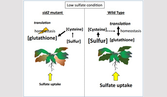 Multi-omics analyses of sid2 mutant reflect the need of isochorismate synthase ICS1 to cope with sulfur limitation in Arabidopsis thaliana