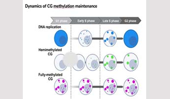 Seminaire Pr Mathieu Ingouff