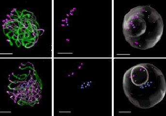 Identification of the protein complex responsible for the attachment of chromosomes to the meiocyte nuclear envelope
