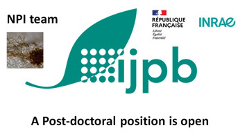 A post-doctoral position in plant apoplast metabolomics